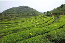 中藥種植過程中土壤水分測定儀有什么作用？